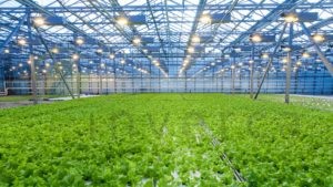Inverca: leading greenhouse world